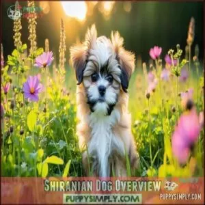 Shiranian Dog Overview