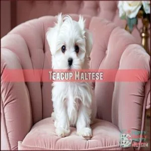Teacup Maltese