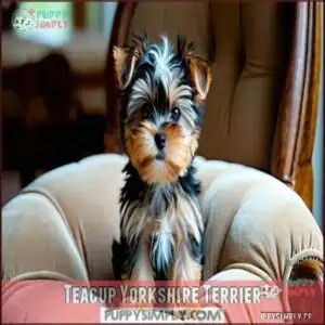 Teacup Yorkshire Terrier