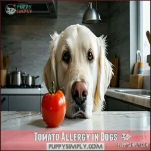 Tomato Allergy in Dogs