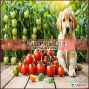 Tomato Safety Basics