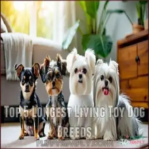 Top 5 Longest Living Toy Dog Breeds