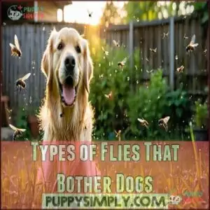 Types of Flies That Bother Dogs