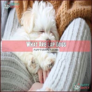 What Are Lap Dogs