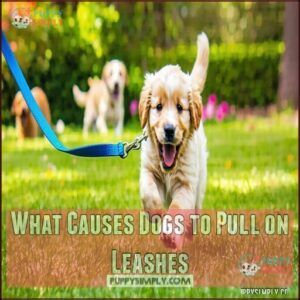 What Causes Dogs to Pull on Leashes