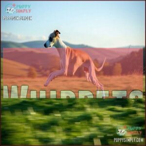 Whippets