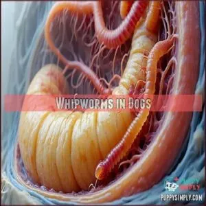 Whipworms in Dogs