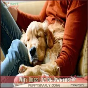 Why Dogs Lay on Owners