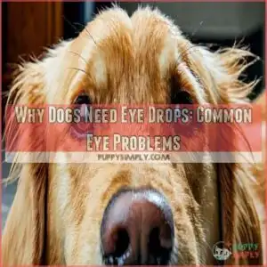 Why Dogs Need Eye Drops: Common Eye Problems