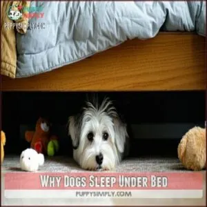 Why Dogs Sleep Under Bed