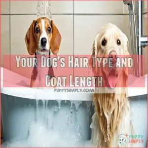 Your Dog's Hair Type and Coat Length