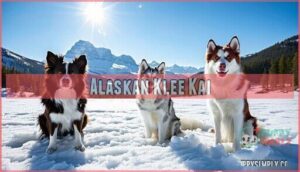 alaskan klee kai