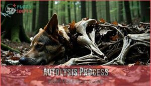 autolysis process