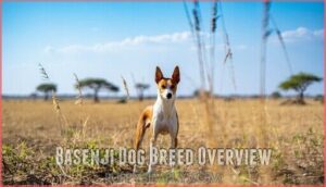 basenji dog breed overview