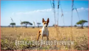 basenji dog breed overview