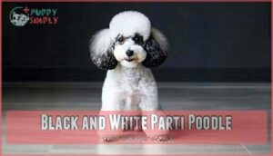 black and white parti poodle