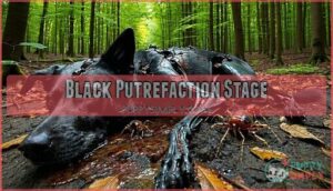 black putrefaction stage