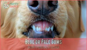 blue or pale gums