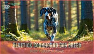 bluetick coonhound dog breed
