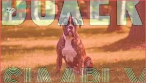 boxer