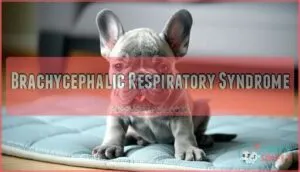 brachycephalic respiratory syndrome