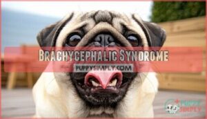 brachycephalic syndrome