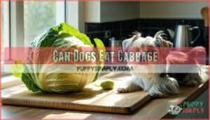 can dogs eat cabbage
