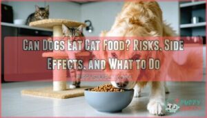 can dogs eat catfood