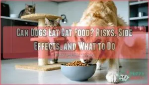 can dogs eat catfood