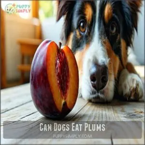 can dogs eat plums