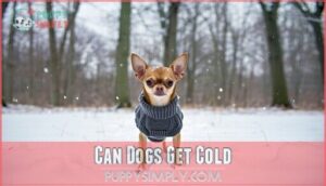can dogs get cold