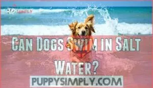 can dogs swim in salt water