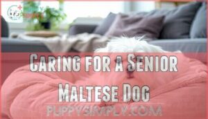 caring for a senior maltese dog