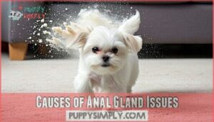 causes of anal gland issues