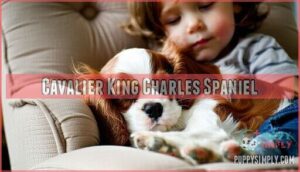 cavalier king charles spaniel