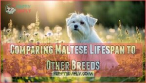 comparing maltese lifespan to other breeds