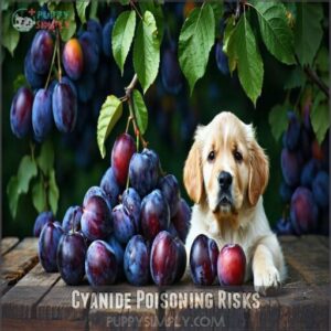 cyanide poisoning risks