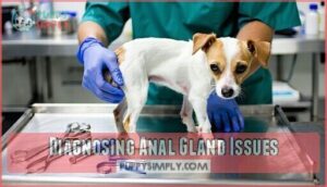 diagnosing anal gland issues