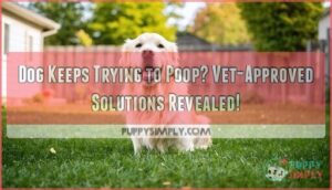 dog keeps trying to poop