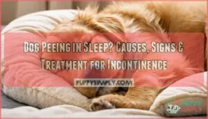 dog peeing in sleep