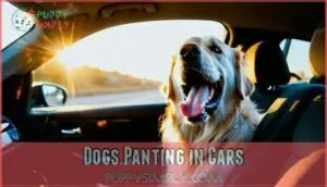 dogs panting in cars