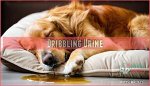 dribbling urine