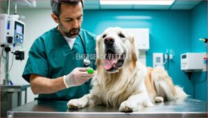 emergency vet care