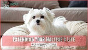 extending your maltese's life