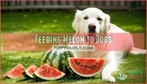 feeding melon to dogs