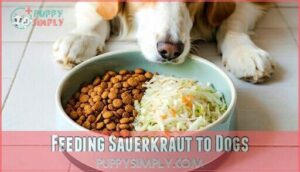 feeding sauerkraut to dogs