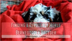 finding a reputable merle bernedoodle breeder
