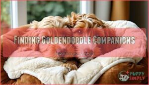 finding goldendoodle companions