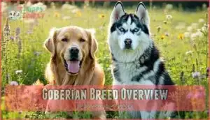 goberian breed overview