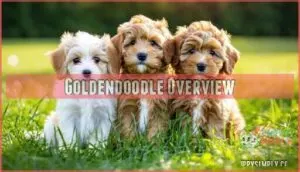 goldendoodle overview